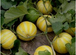 蔬菜種子種植戶客戶點(diǎn)評-金帝薄皮甜瓜，果形漂亮