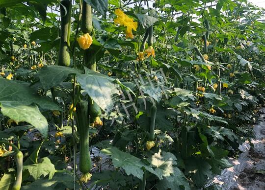 蔬菜種子種植戶(hù)客戶(hù)點(diǎn)評(píng)-種植“優(yōu)比1號(hào)”差的用戶(hù)，差到什么樣子？