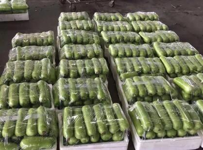 蔬菜種子種植戶客戶點(diǎn)評(píng)-上市早，價(jià)格好！我連續(xù)種了三年，滿意！