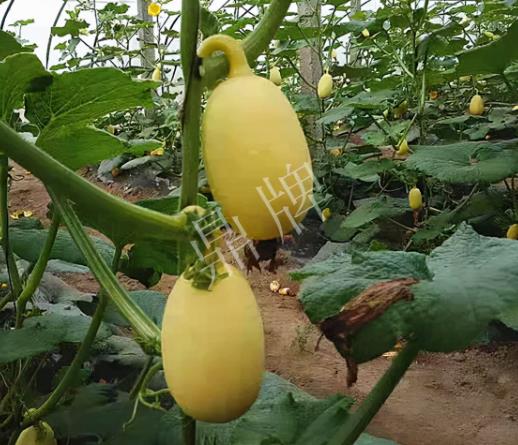 蔬菜種子種植戶客戶點(diǎn)評(píng)-上市了，14元/公斤。河南客戶發(fā)來(lái)…