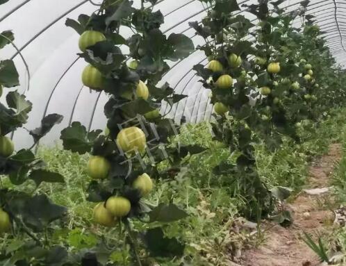 蔬菜種子種植戶客戶點(diǎn)評(píng)-我的乖乖，一株坐果15個(gè)，6元1斤，好賣(mài)得很！