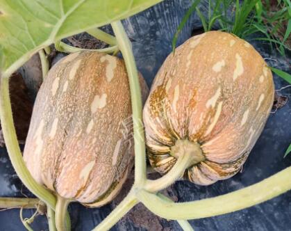 蔬菜種子種植戶(hù)客戶(hù)點(diǎn)評(píng)-“押寶”押對(duì)了，押對(duì)這個(gè)品種賺了2倍錢(qián)！