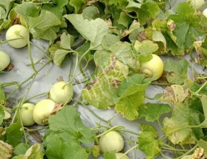 蔬菜種子種植戶客戶點(diǎn)評(píng)-低溫寡照的天氣，它仍然優(yōu)秀！