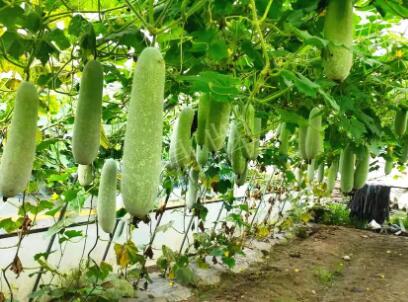 蔬菜種子種植戶客戶點(diǎn)評(píng)-我種的冬瓜，肉緊味甜，按個(gè)賣(mài)！