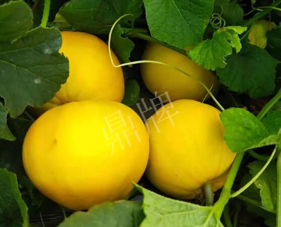 蔬菜種子種植戶(hù)客戶(hù)點(diǎn)評(píng)-純賺50萬(wàn)，我這個(gè)“張大膽”榮光了一把！