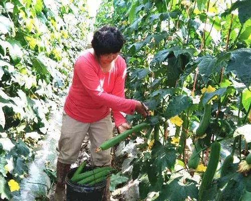 優(yōu)秀絲瓜作品展播，請(qǐng)為菜農(nóng)劉健平夫婦點(diǎn)贊