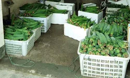 優(yōu)秀絲瓜作品展播，請(qǐng)為菜農(nóng)劉健平夫婦點(diǎn)贊