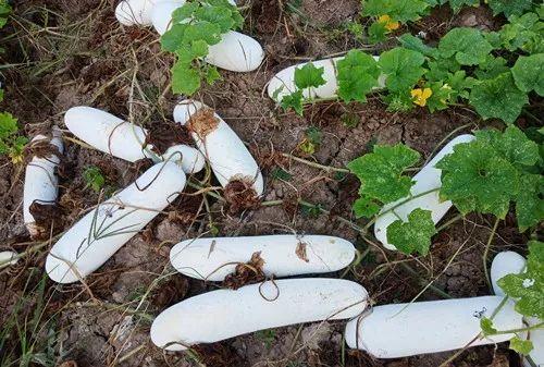 您種植過“堆堆瓜”嗎？看一看，地上全是瓜！一睹芳容