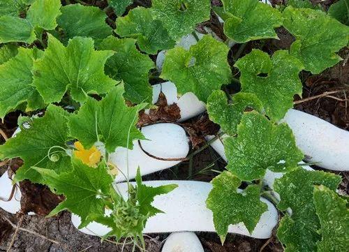 您種植過“堆堆瓜”嗎？看一看，地上全是瓜！一睹芳容