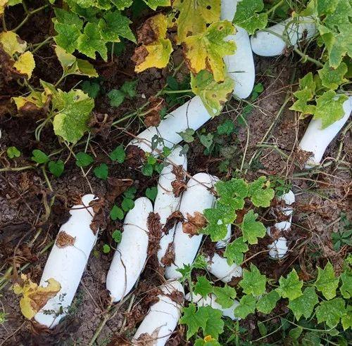 您種植過“堆堆瓜”嗎？看一看，地上全是瓜！一睹芳容