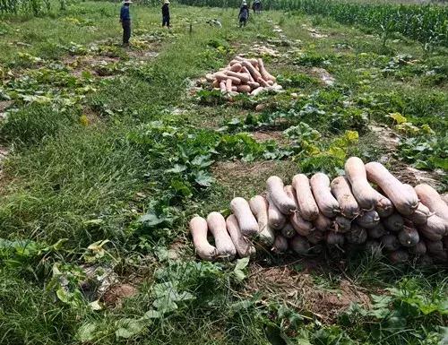 種南瓜竟然種出“麻煩”了，瓜販搶購(gòu)，電視臺(tái)記者也趕來了