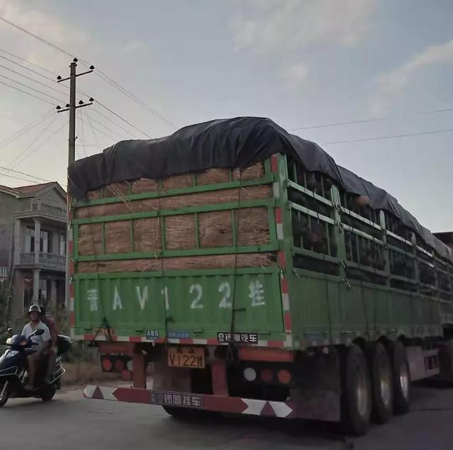 種南瓜竟然種出“麻煩”了，瓜販搶購(gòu)，電視臺(tái)記者也趕來了