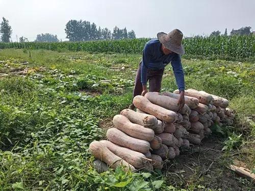 種南瓜竟然種出“麻煩”了，瓜販搶購(gòu)，電視臺(tái)記者也趕來了