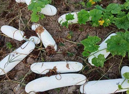 蔬菜種子種植戶客戶點(diǎn)評-您種植過“堆堆瓜”嗎？看一看，地上全是瓜！一睹芳容！