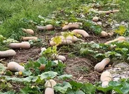 蔬菜種子種植戶客戶點(diǎn)評-周小為種植的健美蜜本又被報銷了，連電視臺記者也趕來了！