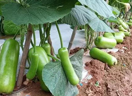 蔬菜種子種植戶客戶點(diǎn)評(píng)-浙江菜農(nóng)種植的鼎牌瓠瓜喜獲豐收，又賣(mài)上了好價(jià)錢(qián)!