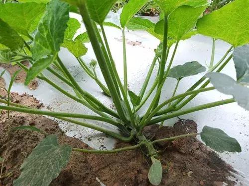 菜農(nóng)種植無需噴農(nóng)藥的蔬菜，不僅栽培簡單、而且效益高