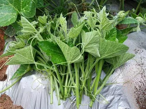 菜農(nóng)種植無需噴農(nóng)藥的蔬菜，不僅栽培簡單、而且效益高