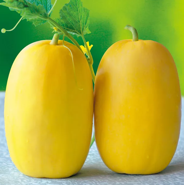 雇工難、成本高，想種甜瓜怎么辦？