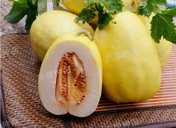 雇工難、成本高，想種甜瓜怎么辦？