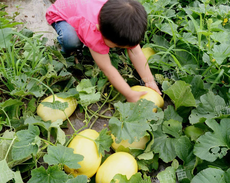 雇工難、成本高，想種甜瓜怎么辦？