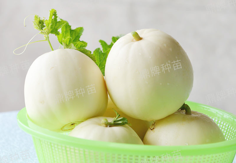 就這4個(gè)薄皮甜瓜，畝產(chǎn)萬(wàn)斤很輕松，瓜果菜農(nóng)搶著種植