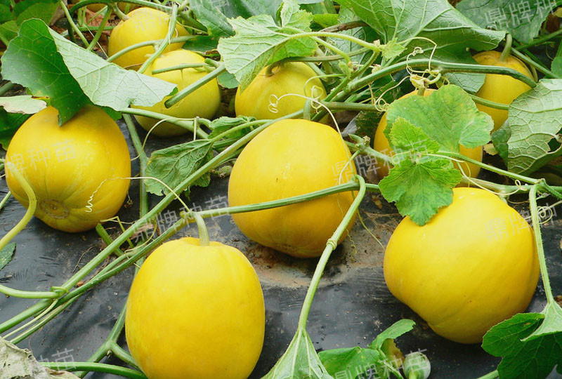 就這4個(gè)薄皮甜瓜，畝產(chǎn)萬(wàn)斤很輕松，瓜果菜農(nóng)搶著種植