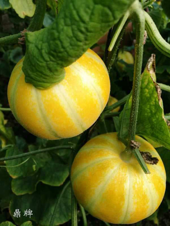 就這4個(gè)薄皮甜瓜，畝產(chǎn)萬(wàn)斤很輕松，瓜果菜農(nóng)搶著種植