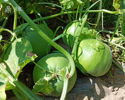 就這4個(gè)薄皮甜瓜，畝產(chǎn)萬(wàn)斤很輕松，瓜果菜農(nóng)搶著種植