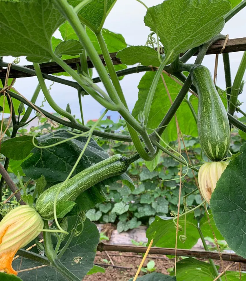 3元1斤的健美蜜本南瓜快成熟了，緬甸種植戶發(fā)來(lái)圖片與視頻