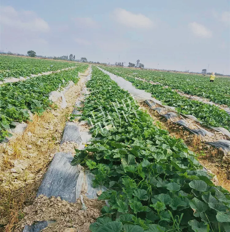 7元一斤還遭瘋搶?zhuān)€收益超2萬(wàn)元！到底什么甜瓜能這么牛？