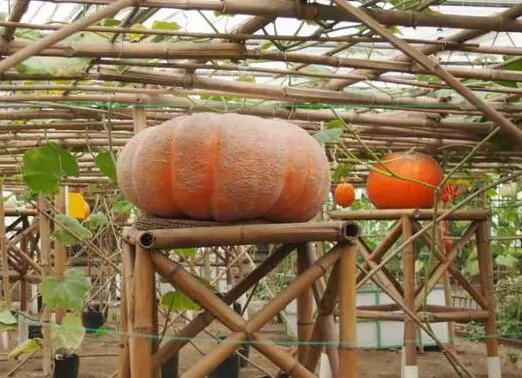 知道最甜最面的南瓜品種嗎？盤點十種有營養(yǎng)的甜面南瓜...