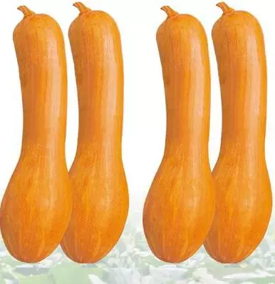 知道最甜最面的南瓜品種嗎？盤點十種有營養(yǎng)的甜面南瓜...