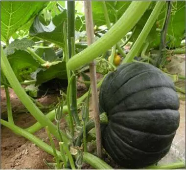 知道最甜最面的南瓜品種嗎？盤點十種有營養(yǎng)的甜面南瓜...