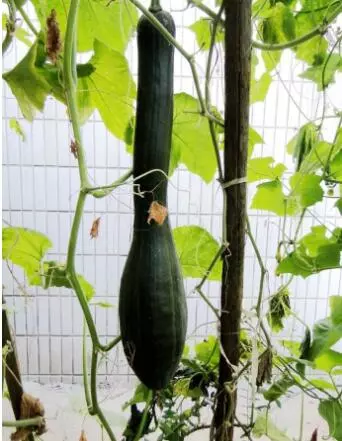 知道最甜最面的南瓜品種嗎？盤點十種有營養(yǎng)的甜面南瓜...