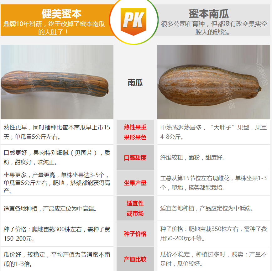 生吃都好吃南瓜新品種，沒有大肚子，肉質(zhì)更密致，農(nóng)戶試種下