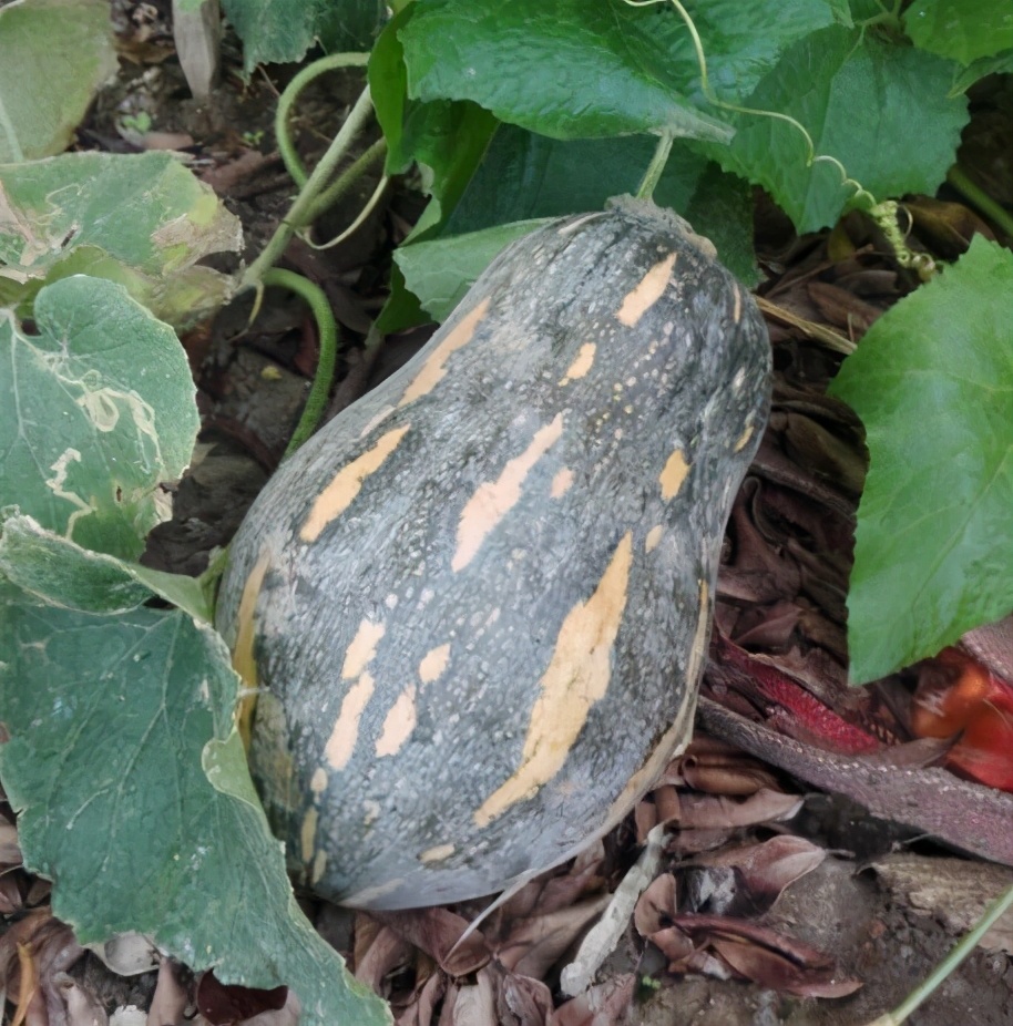 2020年，市面上的南瓜品種哪個口感最好、最甜、最值得種植？