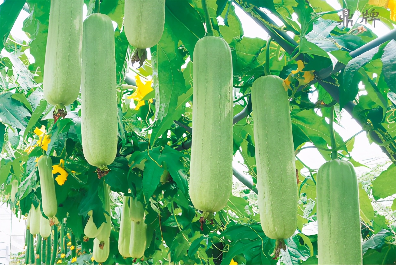 絲瓜新品種層不出窮，2021年，哪個(gè)絲瓜品種最值得種植？