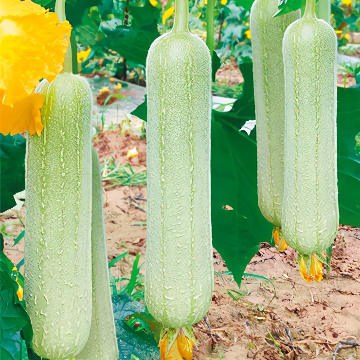 絲瓜新品種層不出窮，2021年，哪個(gè)絲瓜品種最值得種植？