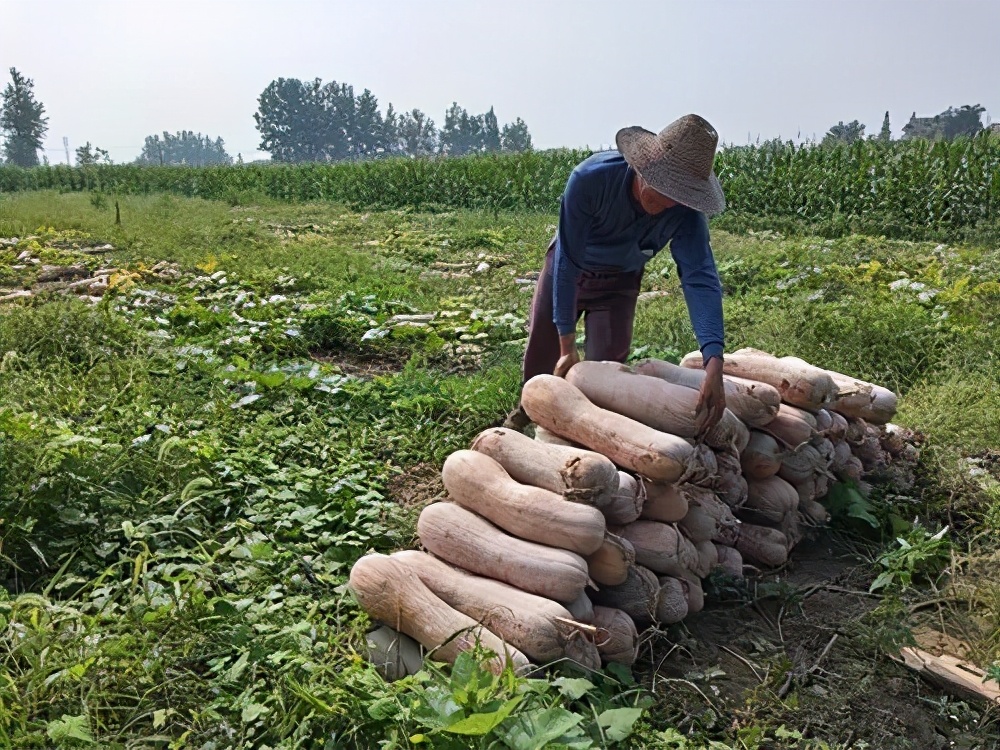 一位轉(zhuǎn)業(yè)后的特種兵，辦農(nóng)場(chǎng)種瓜菜，靠1個(gè)優(yōu)點(diǎn)，年賺200萬(wàn)