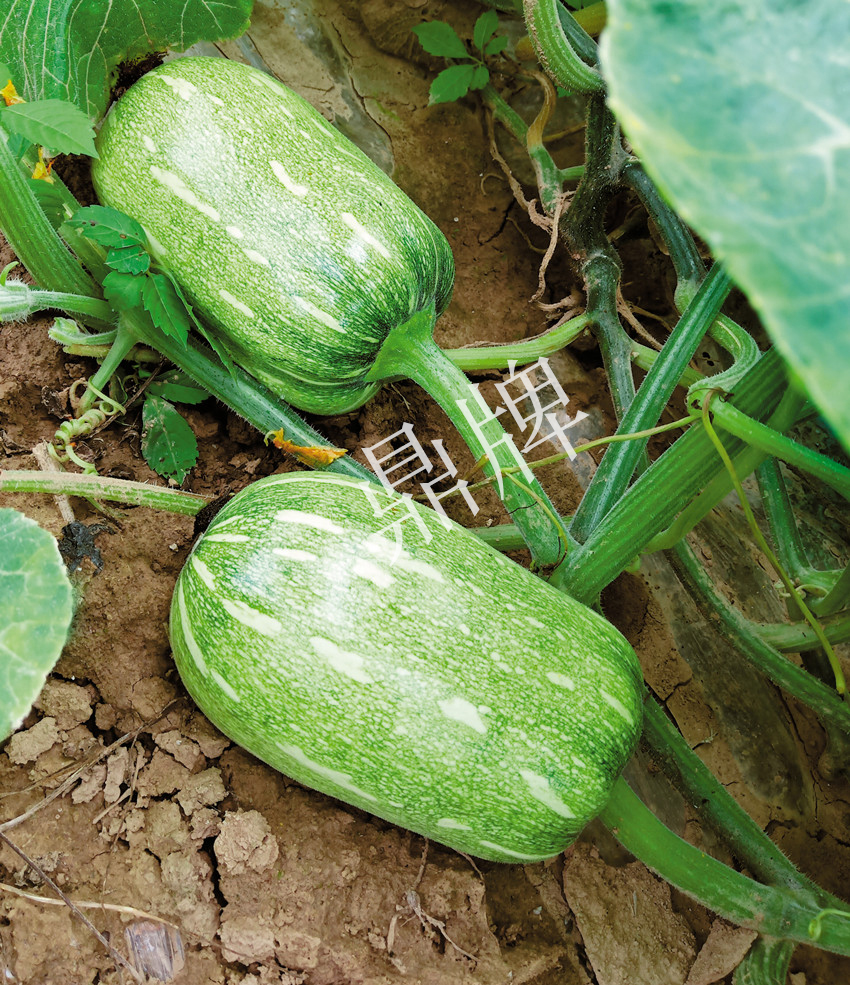 畝產(chǎn)6000公斤的南瓜上市，20年科研他就為打造1個(gè)爆款品種