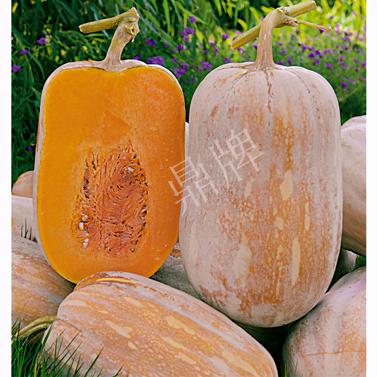 畝產(chǎn)6000公斤的南瓜上市，20年科研他就為打造1個(gè)爆款品種