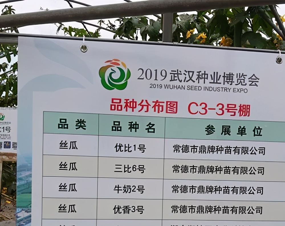 這個(gè)絲瓜畝產(chǎn)可達(dá)8000公斤，菜農(nóng)2021年致富的絲瓜品種