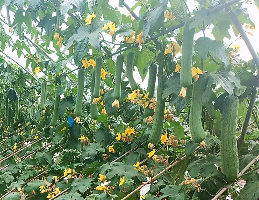 這個(gè)絲瓜畝產(chǎn)可達(dá)8000公斤，菜農(nóng)2021年致富的絲瓜品種