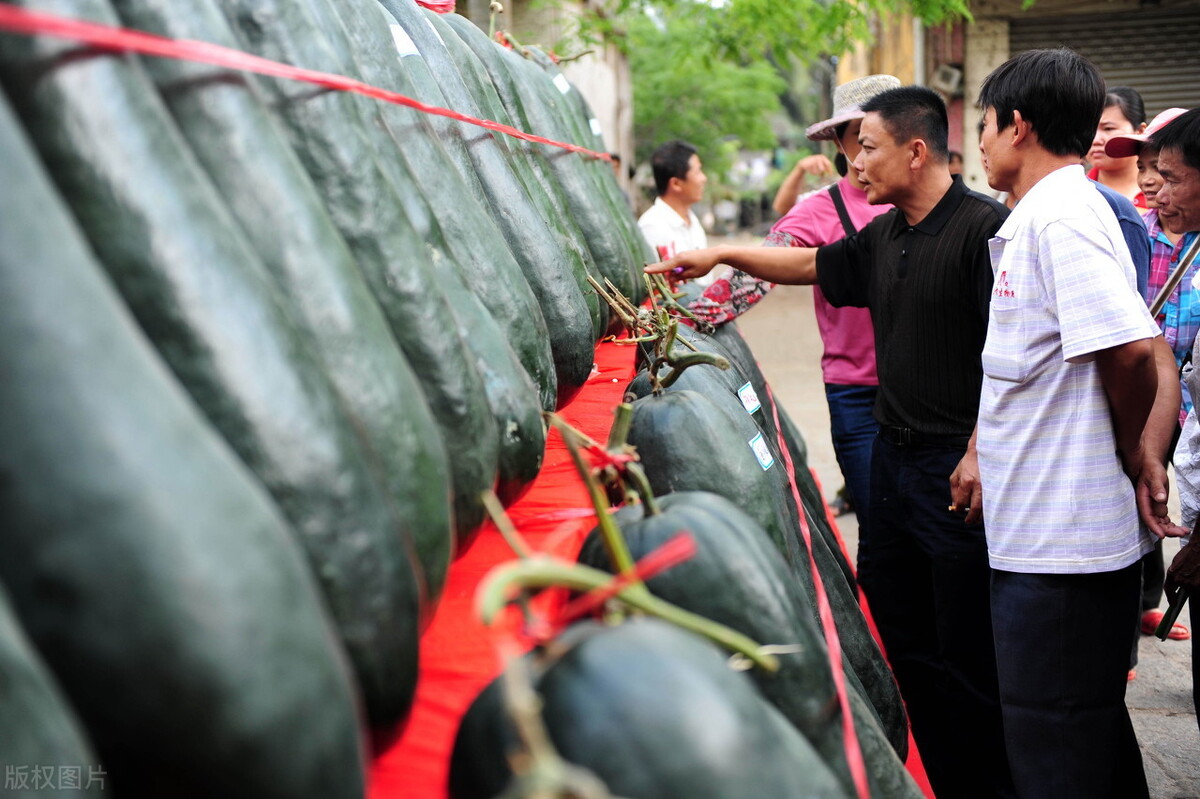 這個(gè)冬瓜品種放1年不壞，口感脆甜，多年科研就為打造這1個(gè)爆品