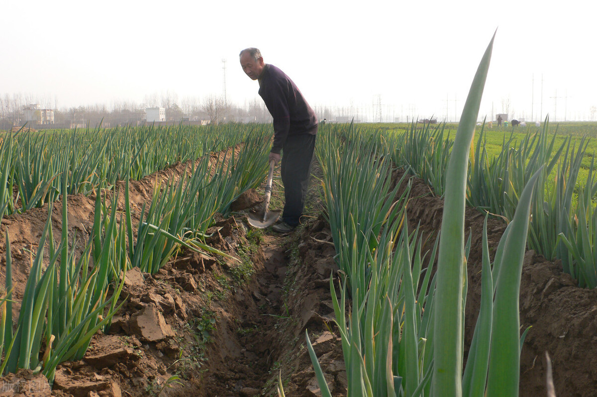 時(shí)隔三年，向錢蔥、姜你軍又來(lái)了，心動(dòng)了嗎？來(lái)年你會(huì)換品種嗎？
