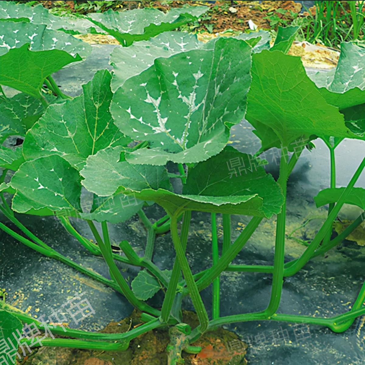 種這種綠葉菜，栽培輕松，畝產(chǎn)值過萬元，菜農(nóng)表示很劃算