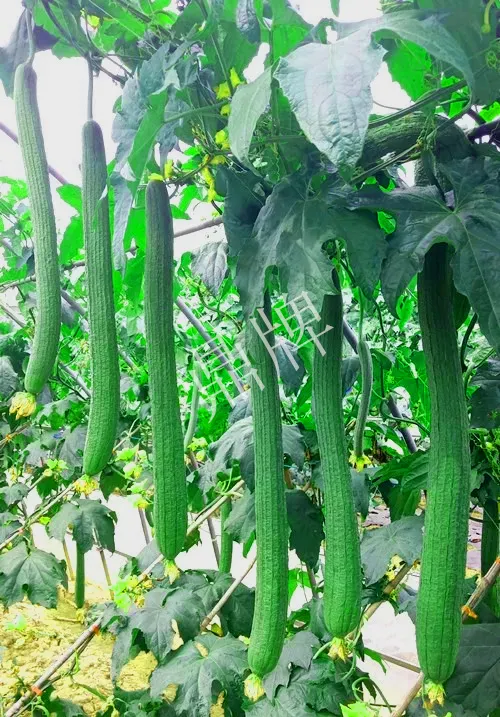 它是絲瓜種植戶的新選擇，節(jié)節(jié)有瓜，瓜長而不彎曲