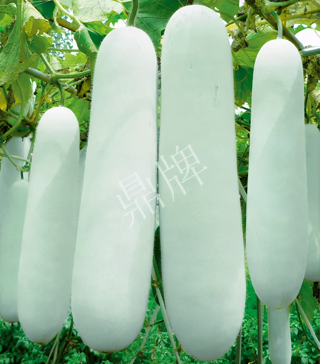這個品種太優(yōu)秀了！耐儲耐運，適合大面積種植，菜農(nóng)瓜販都喜歡