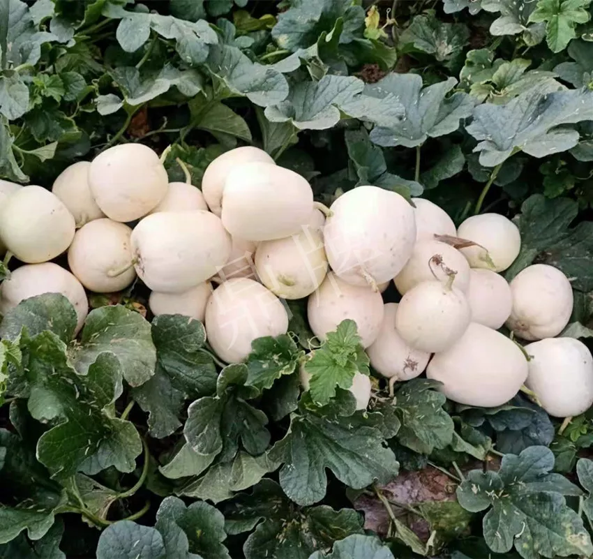 河南焦作的李向林今年種植甜瓜新品種，客戶直接拉貨走人